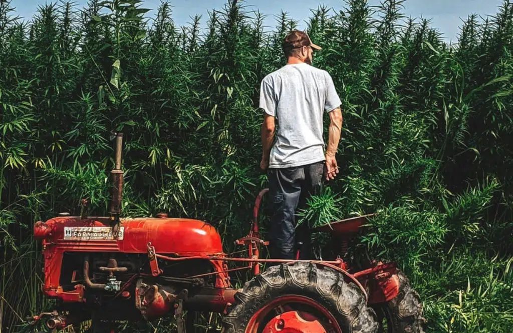 A farmer on a red tractor standing in a tall Michigan hemp field.
